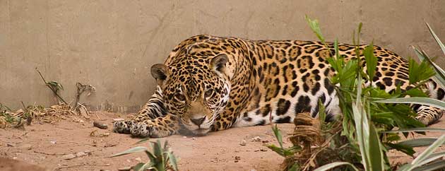 World Conservation Society Uncovers Record Number of Jaguars in Bolivia