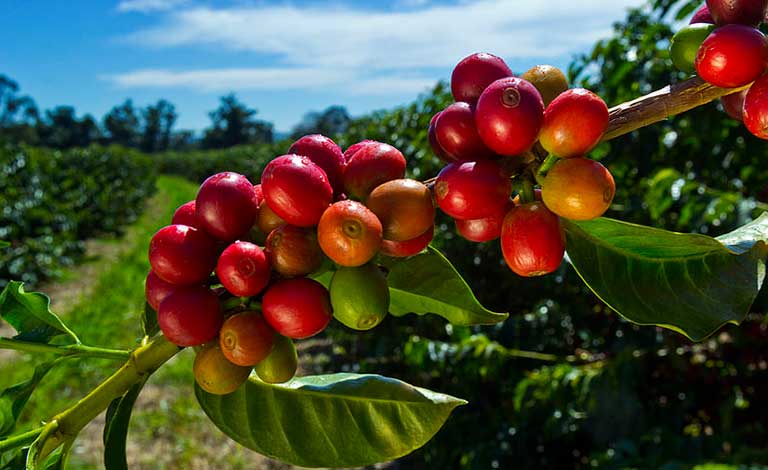 South American coffee beans