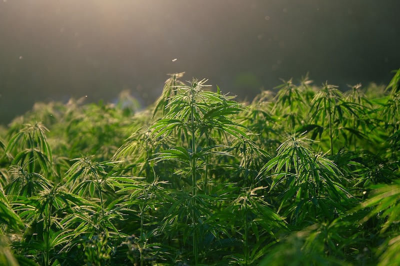 5 Reasons Why Cannabis Legalization in Latin America is a Success - Vimarsana News