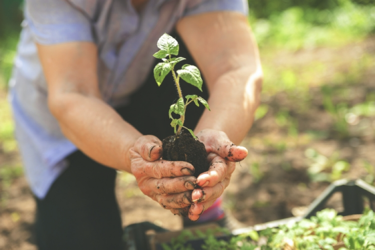 Person holding plant while gardening